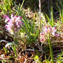 Pedicularis sudetica. A cluster of small pink flowers.